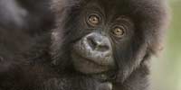 Baby gorilla