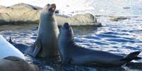 Seals on ice by sea