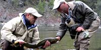 Guide holding a steelhead